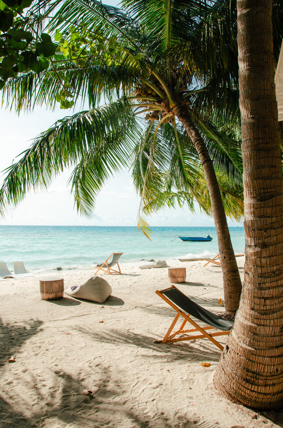 Palm tree and beach loungers on a tropical beach